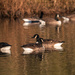 Canada Geese by tonygig