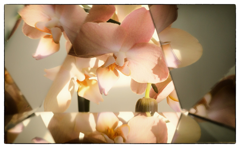 Orchid Vortograph by fbailey