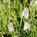Snowdrops by daffodill