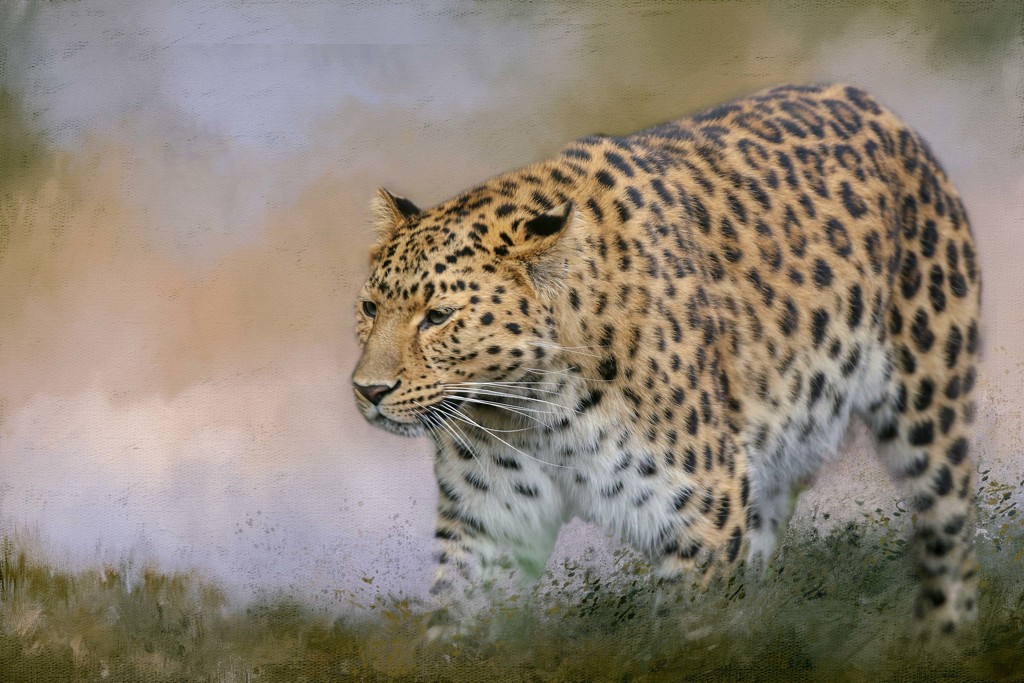 Amur Leopard  by shepherdmanswife