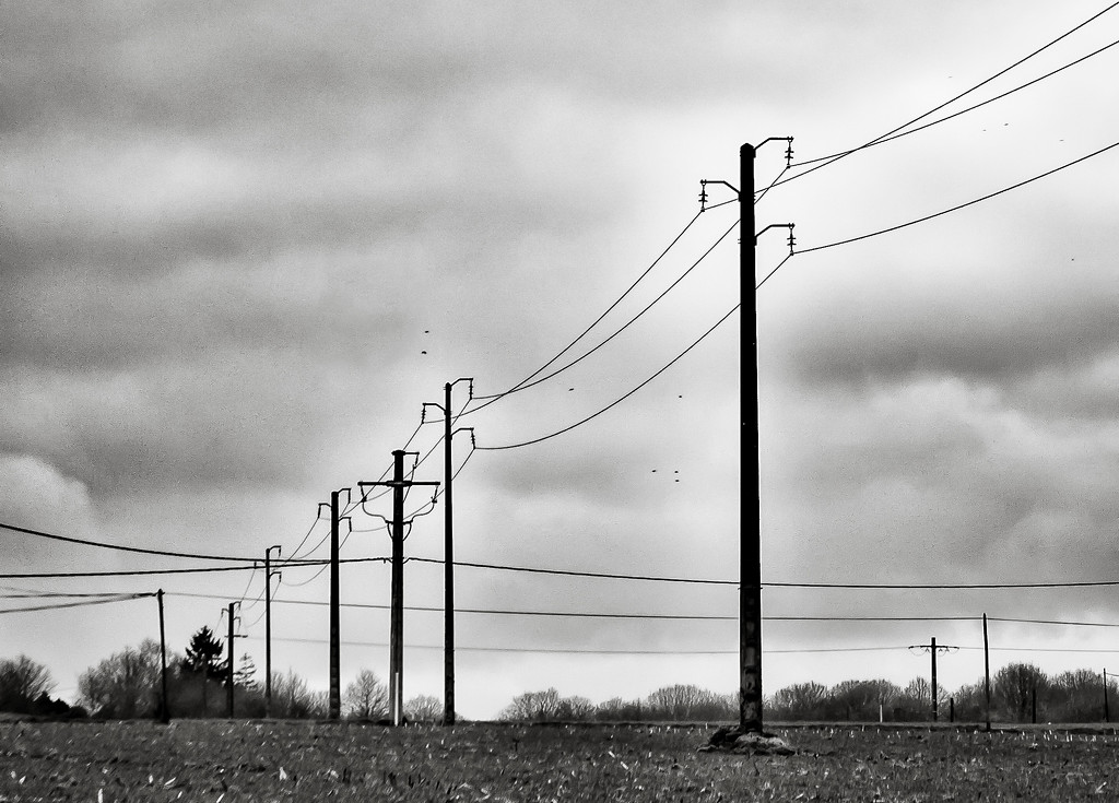 Crows, Poles and Wires... by vignouse