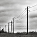 Crows, Poles and Wires... by vignouse