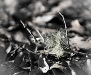 28th Jan 2019 - Lichen on a broken branch