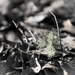 Lichen on a broken branch by randystreat