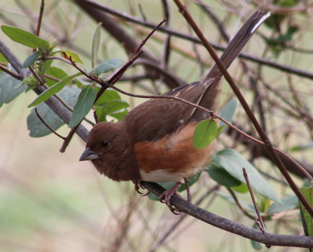 Lady Towhee by cjwhite