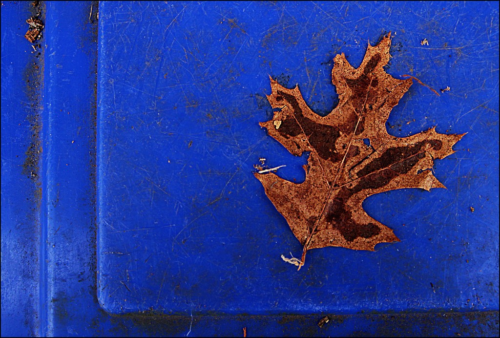 A Leaf Stuck on the Recycling Bin by olivetreeann