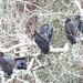 Six 'Bird" Story Resting On Tree by grammyn