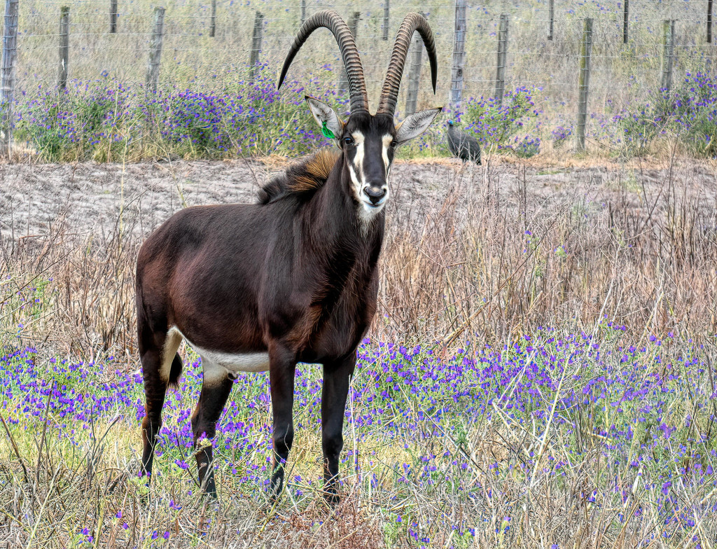 A Sable,  down the road by ludwigsdiana