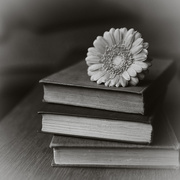 29th Jan 2019 - Flower and Book