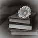Flower and Book by newbank