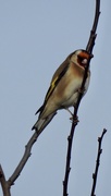 29th Jan 2019 - Goldfinches are back