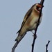 Goldfinches are back by mattjcuk