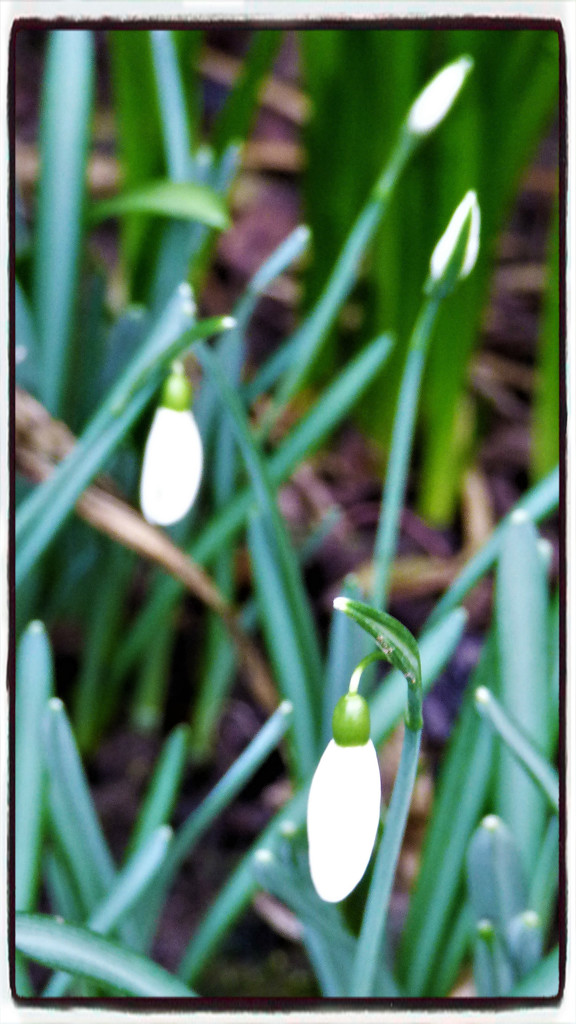 Snowdrops (what a poor show ! ) by beryl