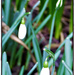Snowdrops (what a poor show ! ) by beryl