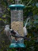 30th Jan 2019 - Hurrah for the Longtailed Tits