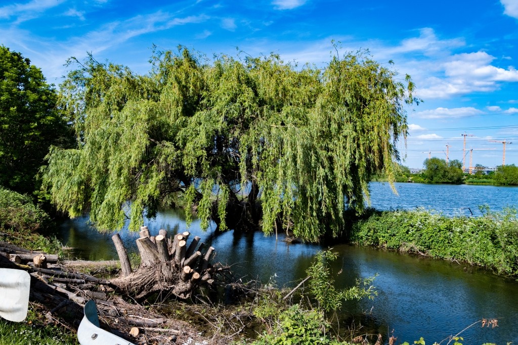 Weeping Willow by billyboy