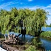 Weeping Willow by billyboy