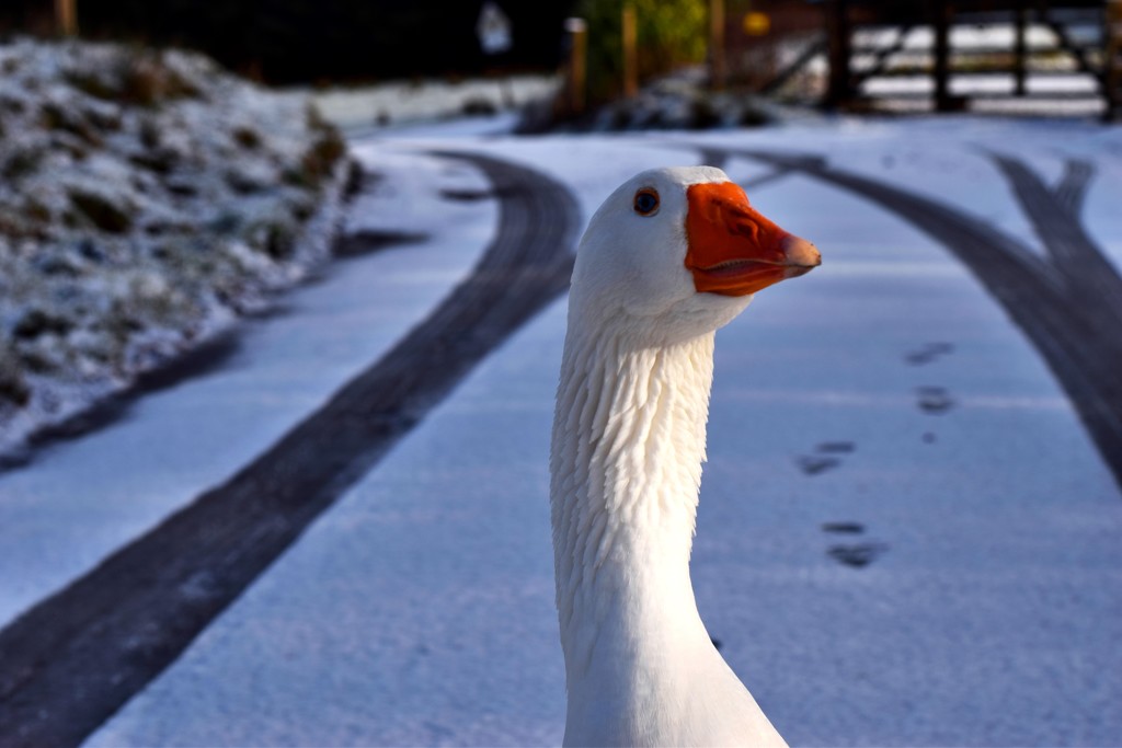 snow goose by christophercox