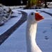 snow goose by christophercox