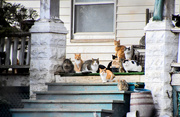 29th Jan 2019 - Porch Full of Cats