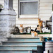 Porch Full of Cats by kareenking