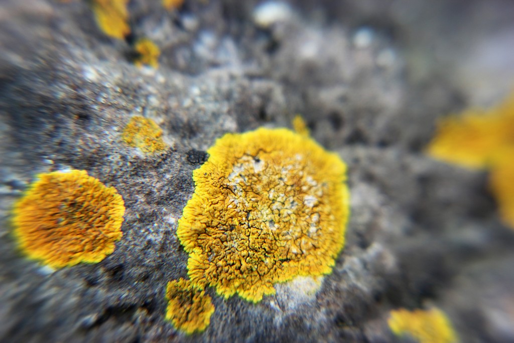 Yellow Lichen by cookingkaren