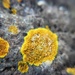 Yellow Lichen by cookingkaren