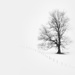 2019-01-29 winter tree by mona65
