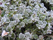 23rd Jan 2019 - Frosted Leaves  1