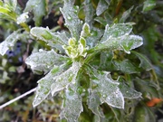 23rd Jan 2019 - Frosted Leaves  2