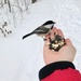 Feeding the Chickadees by frantackaberry