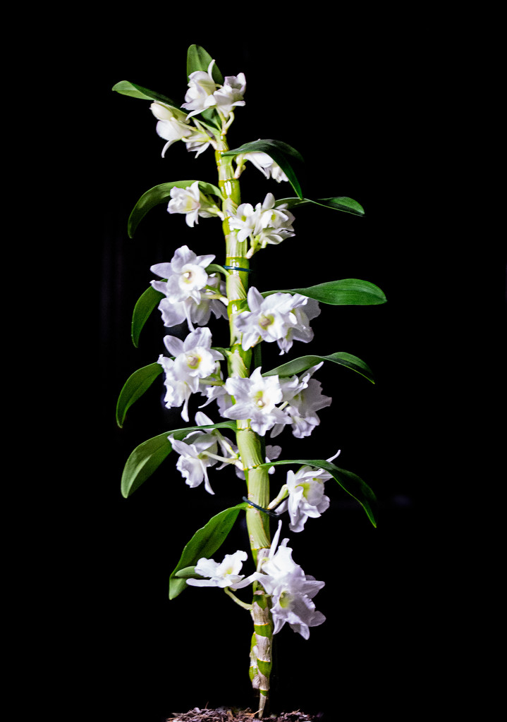Apollon Orchid by vignouse