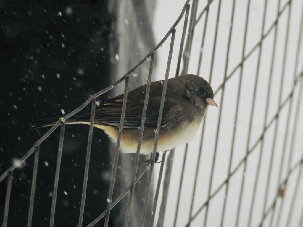 Another snow day, another junco by amyk