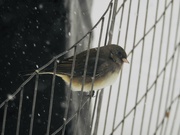 29th Jan 2019 - Another snow day, another junco