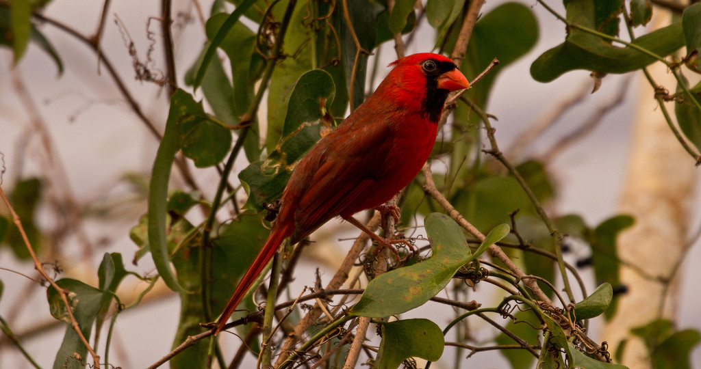 The Cardinal Finally Got in Sight! by rickster549