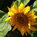 Sunflower by kiwinanna