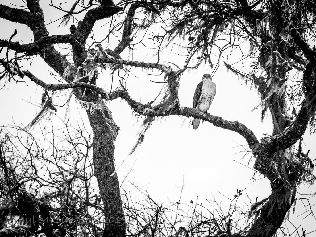 Ferruginous Hawk In Yonder Tree by elatedpixie