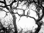 29th Jan 2019 - Ferruginous Hawk In Yonder Tree