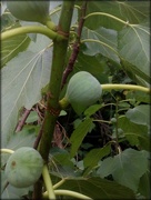 19th Jan 2019 - wild fig time
