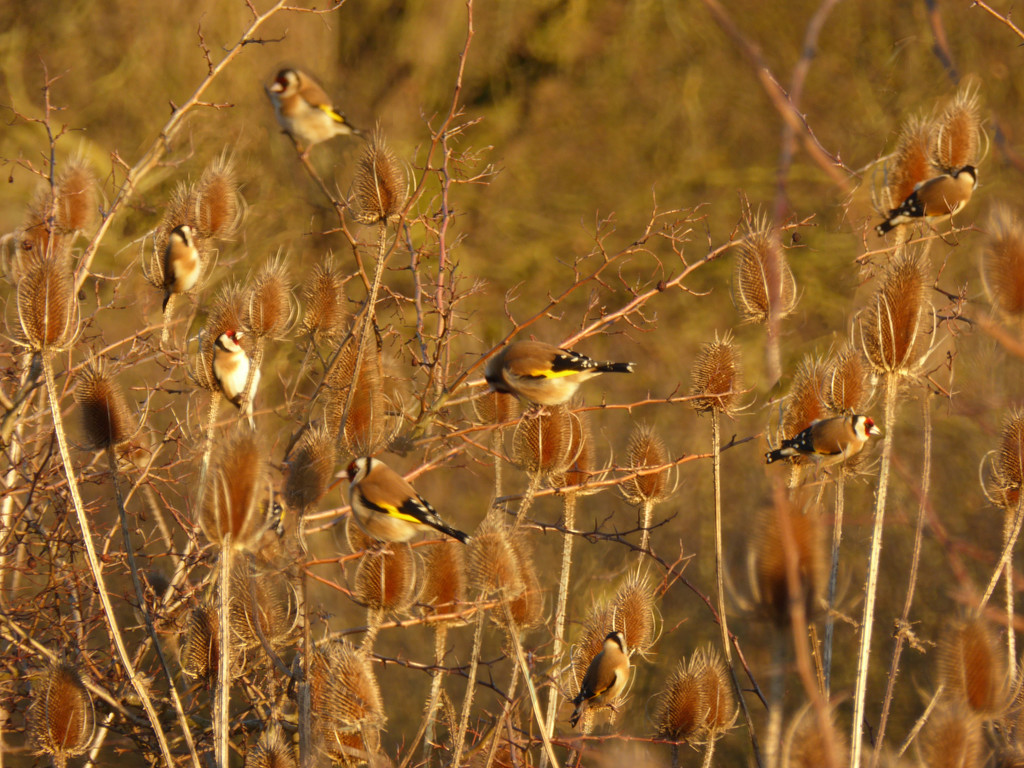 Charm of Goldfinches by shannejw