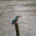 Kingfisher......... by ziggy77