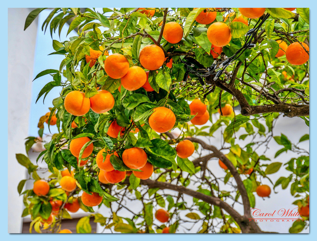 Bittersweet (Seville Oranges) by carolmw