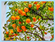 30th Jan 2019 - Bittersweet (Seville Oranges)