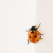 Lady Bug by newbank