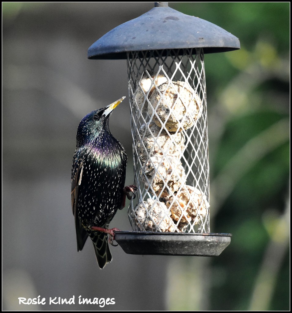 Starlings really are beautiful birds by rosiekind