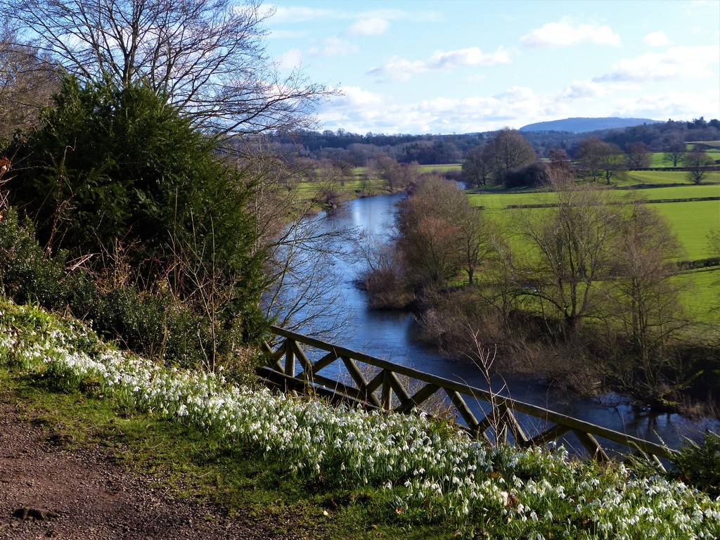 Snowdrops and The River Wye by susiemc