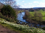30th Jan 2019 - Snowdrops and The River Wye