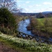Snowdrops and The River Wye by susiemc