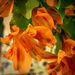 Orange Flowers by frequentframes