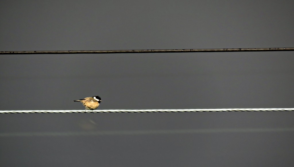 Bird on a Wire  by countrylassie